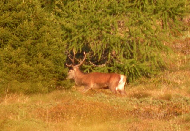 Strategie riproduttive del cervo (Cervus elaphus)